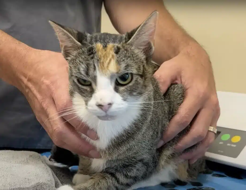 Abandoned Cat Given Second Chance at Life