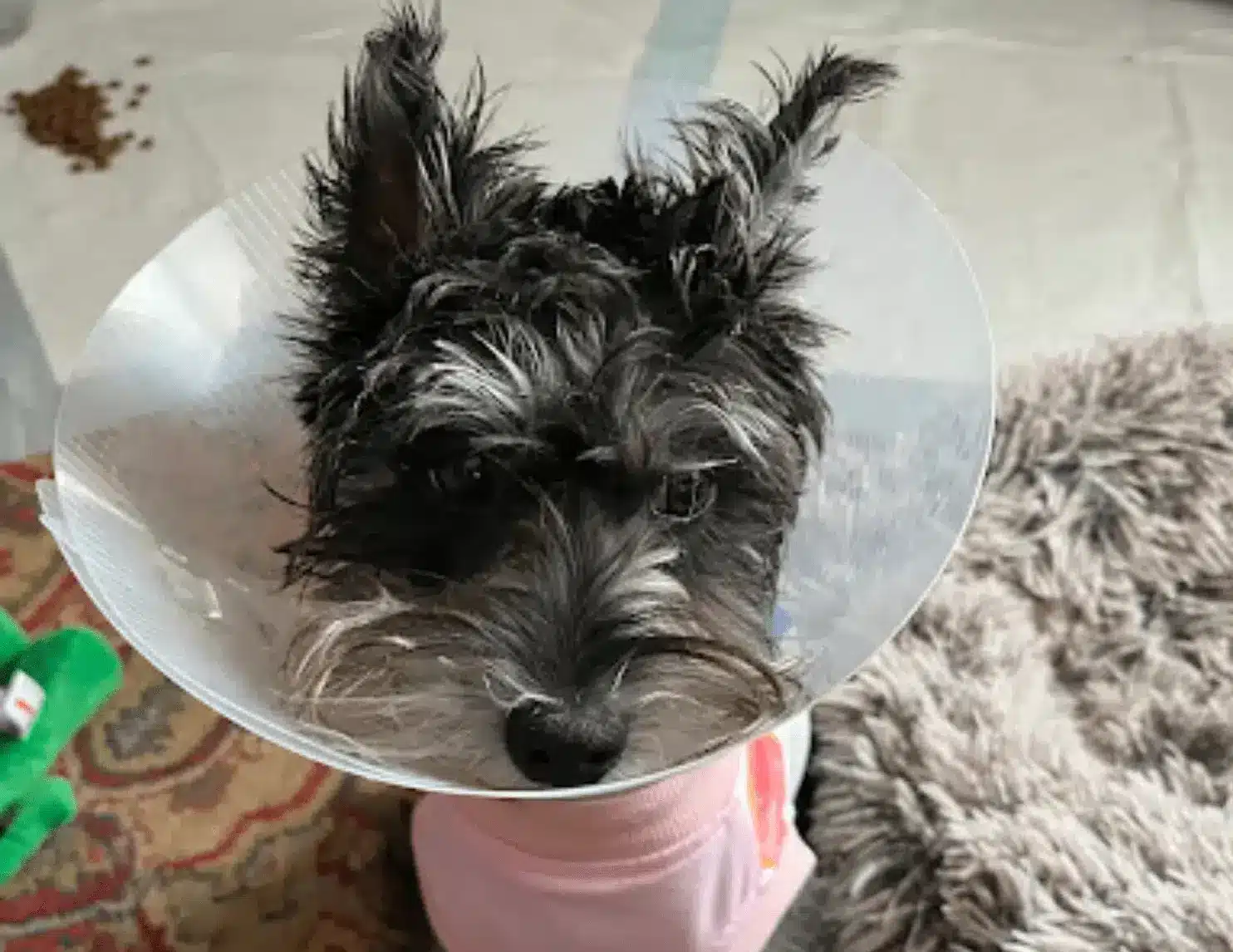 Puppy Saved from Freak Accident