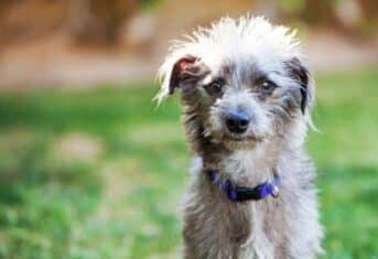 A mixed breed dog