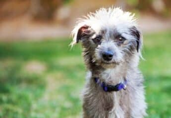 A mixed breed dog