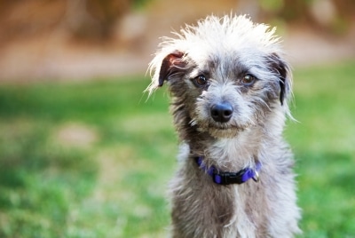 A mixed breed dog