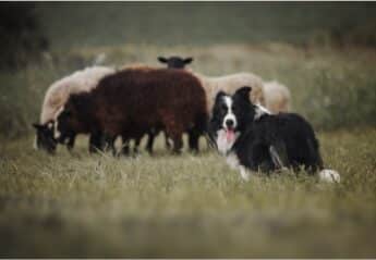 A border collie herding sheep