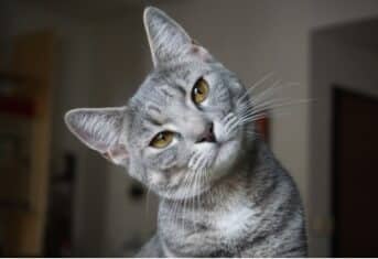 A cat looking quizzical