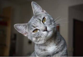 A cat looking quizzical