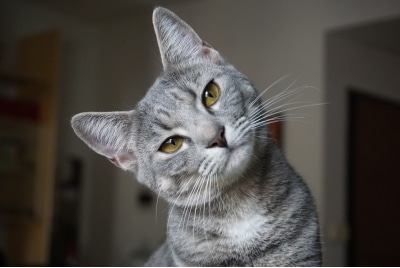 A cat looking quizzical