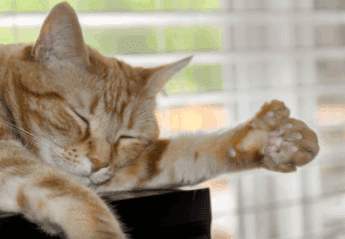 A polydactyl cat
