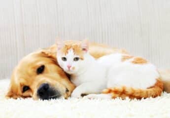 A dog and a cat snuggling on a couch