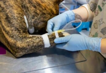 A dog with a catheter in its leg