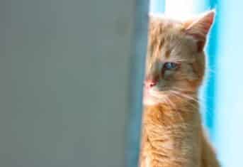 A sad looking cat