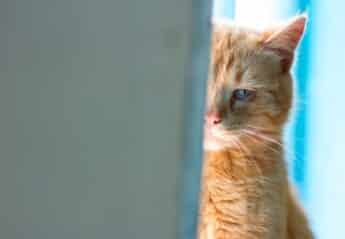 A sad looking cat