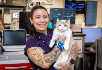 A Licensed Veterinary Technician with a cat in AMC's Intensive Care Unit