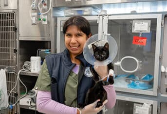 Rescue cat in AMC's ICU
