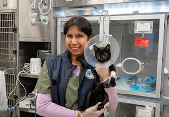 Rescue cat in AMC's ICU