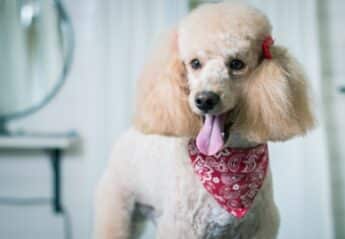 A poodle with its tongue out