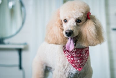 Gene Poodle Fading: O que sabemos sobre a genética da cor do casaco em cães Gene Poodle Fading: O que sabemos sobre a genética da cor do casaco em cães
