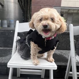Dog at Concert for Canines & Their Companions