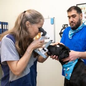 Dr. van der Woerdt examines a dog's eyes