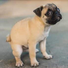 Dog pooping