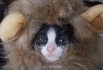 A kitten wearing a lion costume