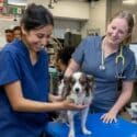 AMC's Internal Medicine team examining a dog