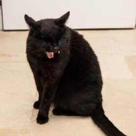 Black cat coughing