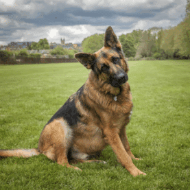 German Shepherd sitting on grass