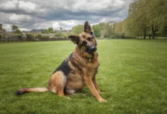 German Shepherd sitting on a lawn
