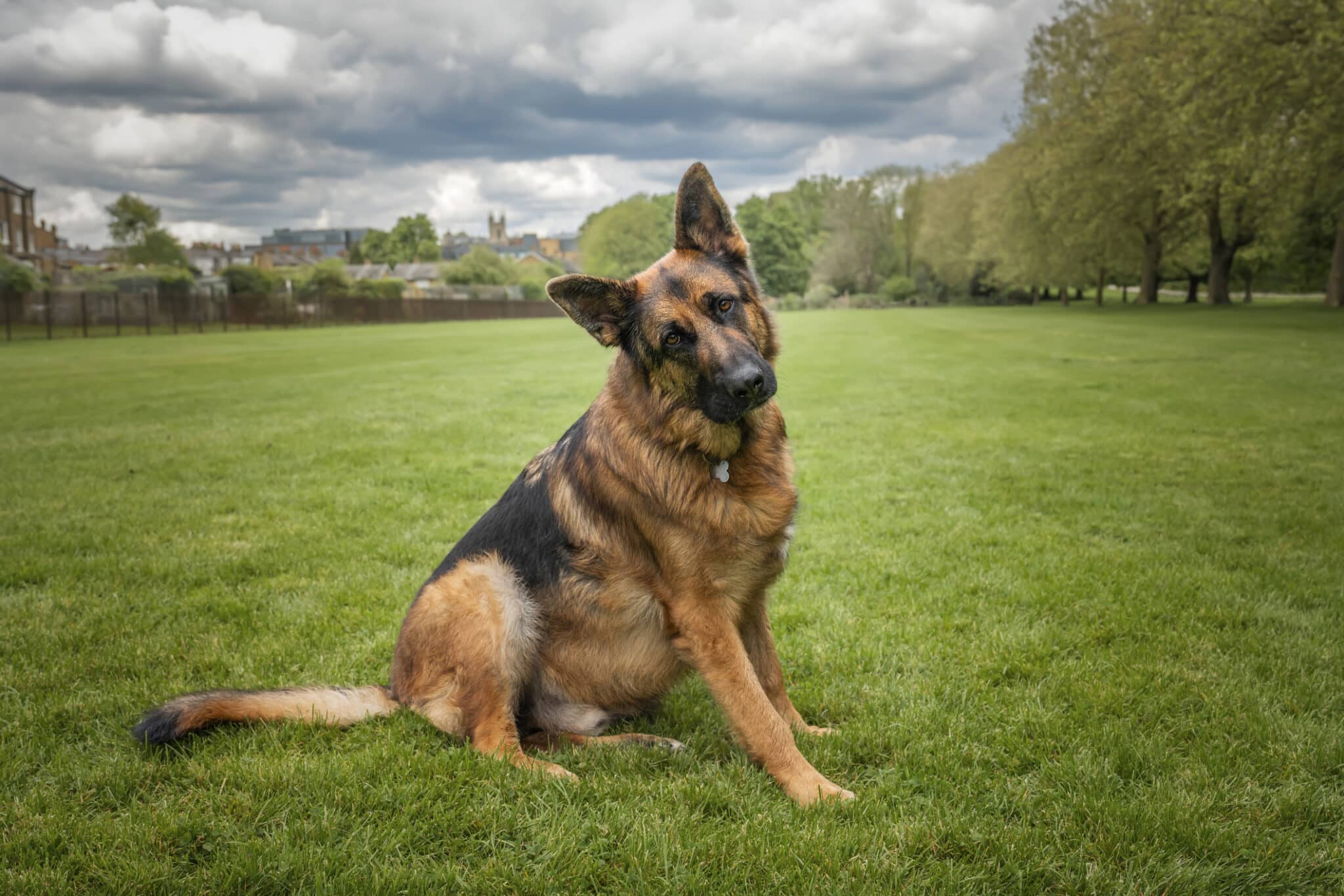 German Shepherd Dog on Windsor Long Walk German Shepherd sitting on a lawn